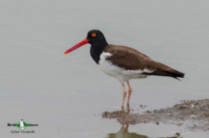 Lima birding tours