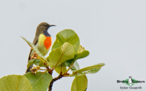 Malawi birding tours