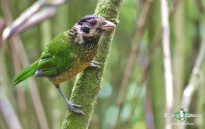 West Papua birding tours