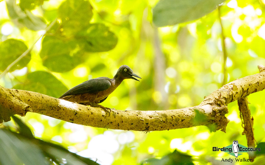 Sulawesi and Halmahera birding tours
