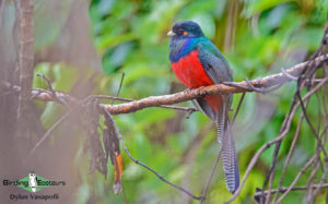 Malawi birding tours