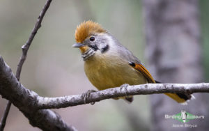 Bhutan Himalayas birding tours