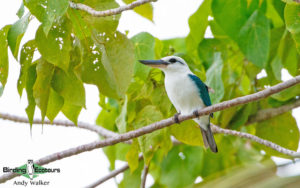 Sulawesi and Halmahera birding tours