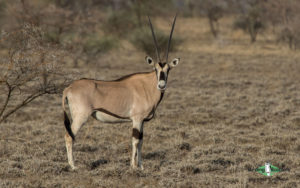 Kenya birding safari