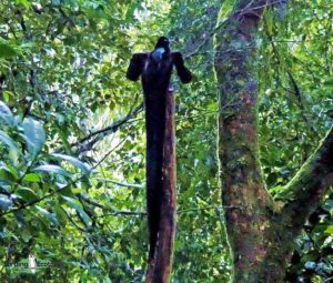 West Papua birding tours