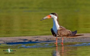 Lima birding tours