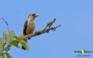 Malawi birding tours