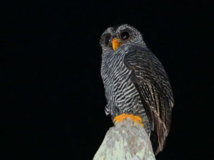 Owls of Peru