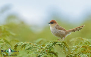 Malawi birding tours