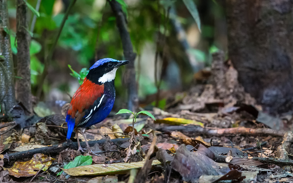 Borneo birding tours