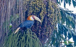 Sulawesi and Halmahera birding tours