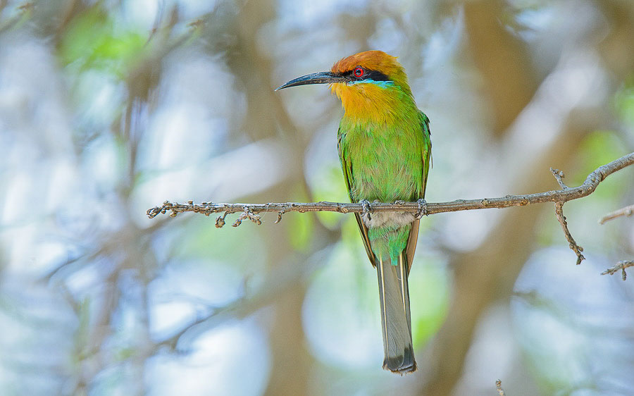 Malawi birding tours