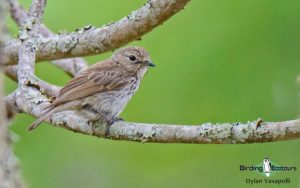 Malawi birding tours