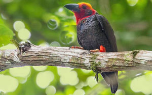 Borneo birding tours