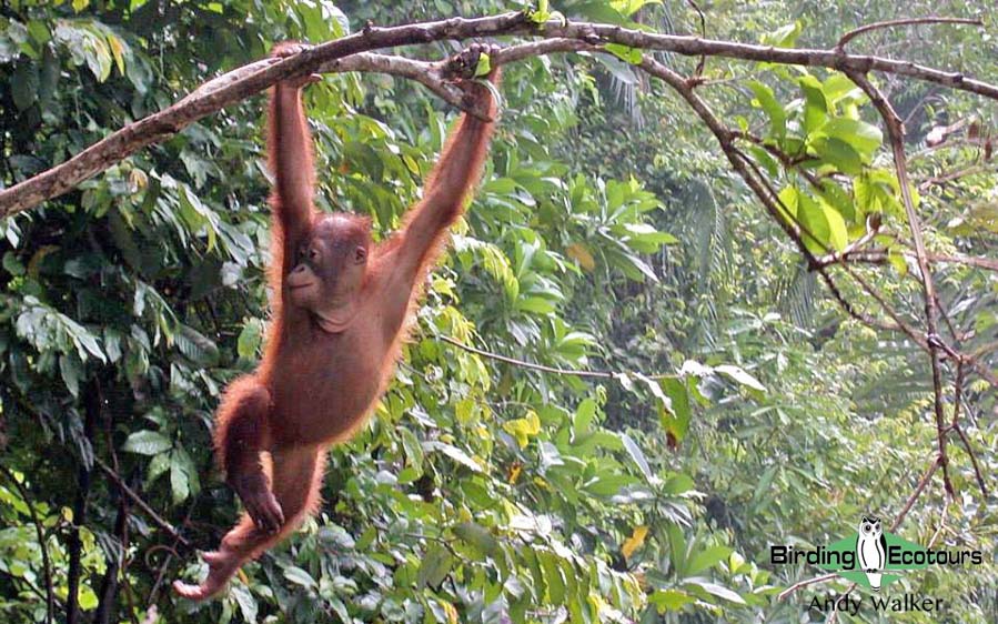 Borneo birding tours