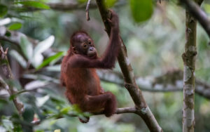 Borneo birding tours