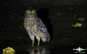 Forest Owlet birding tour