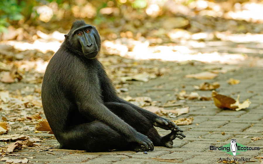 Sulawesi and Halmahera birding tours