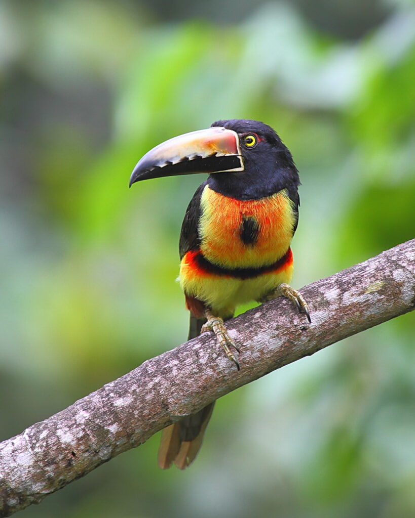 Birding Tour Panama Wild Western Panama May 2020