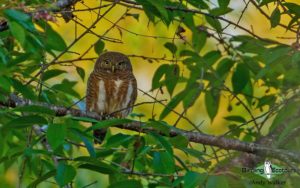 Forest Owlet birding tour