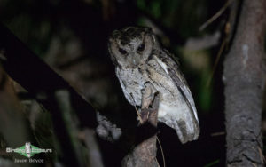 Owls of Borneo