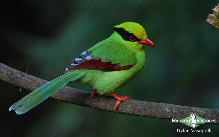 Bhutan birding tours