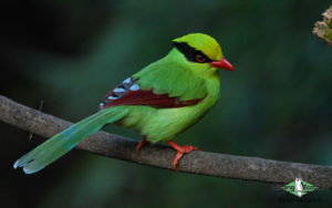 India and Bhutan birding tours