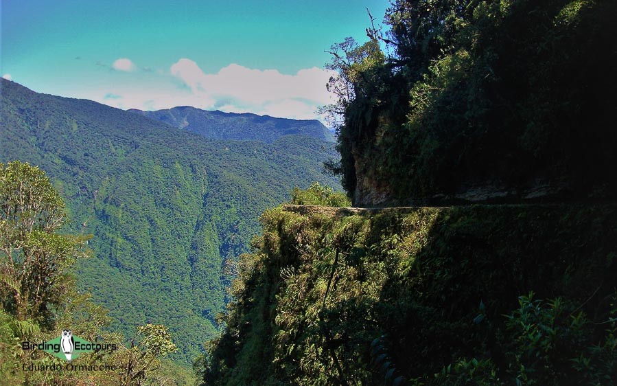 Bolivian birding tours