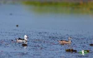 India and Bhutan birding tours