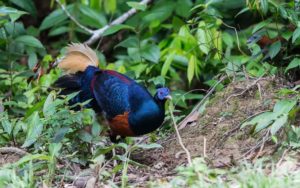 Borneo birding tours