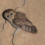Israel birding tours