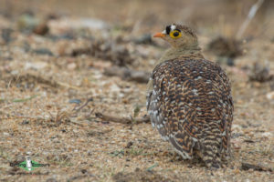 Custom-made Botswana birding tours