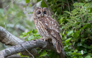 Israel birding tours