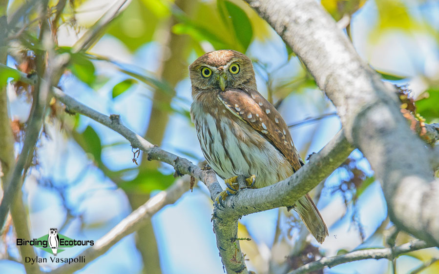 Owls of northern Peru