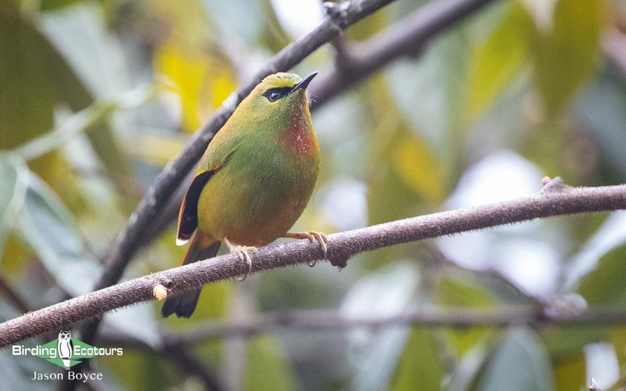 Bhutan birding tours