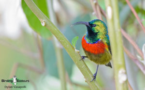 Malawi birding tours