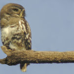 Forest Owlet birding tour