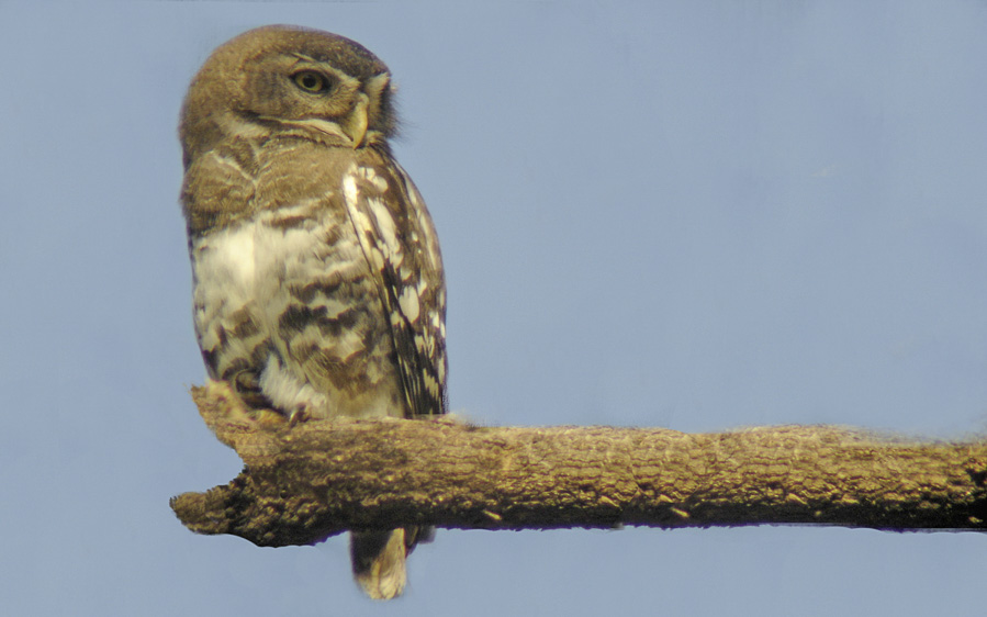 Forest Owlet birding tour