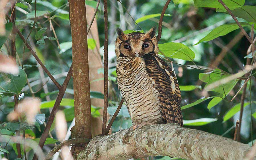Owls of West Africa