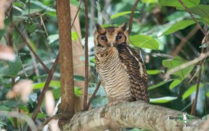 Owls of West Africa