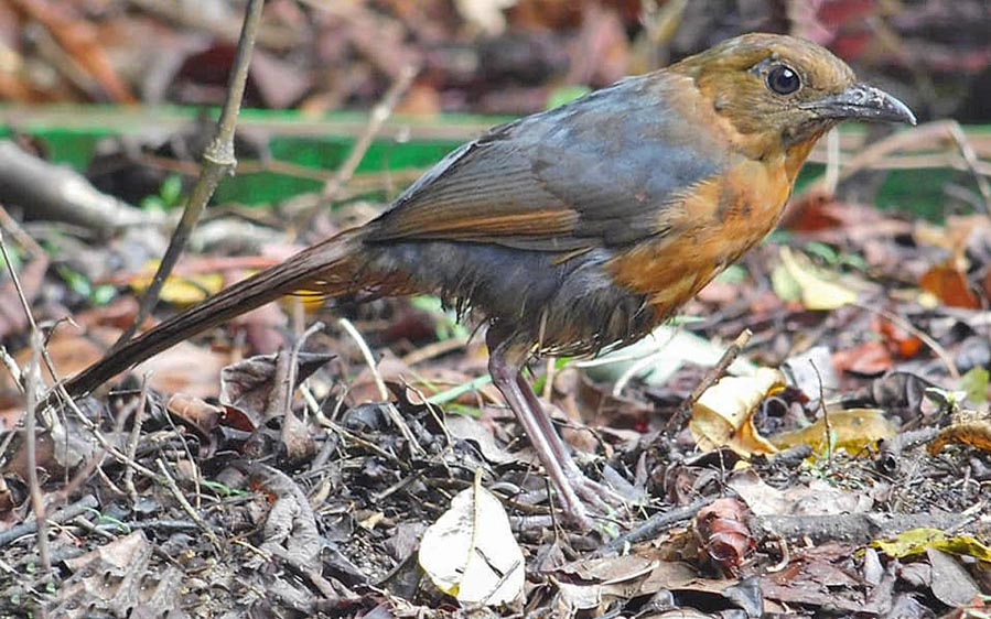 Sulawesi and Halmahera birding tours