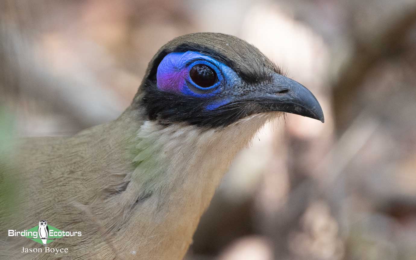 Berenty birding tours