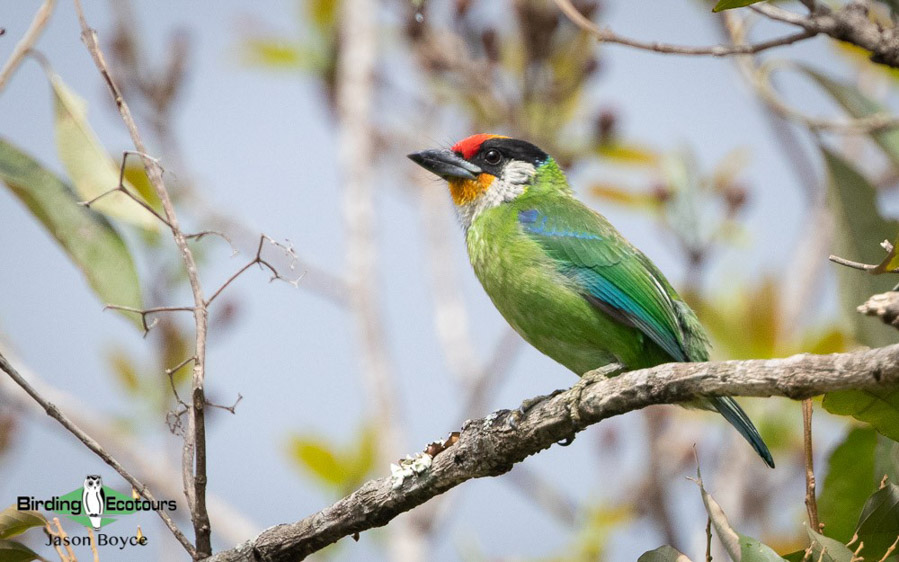 Bhutan birding tours