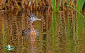 Lima birding tours