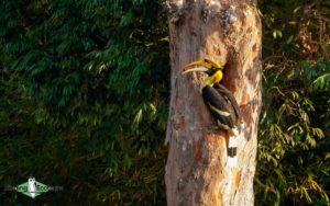 India and Bhutan birding tours