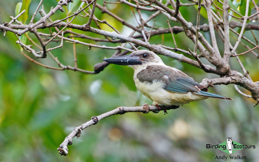 Sulawesi and Halmahera birding tours