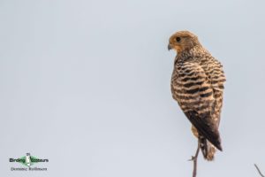 Custom-made Botswana birding tours