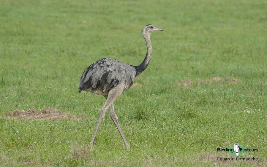 Bolivia birding tour