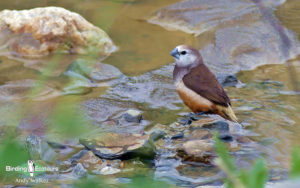 West Papua birding tours