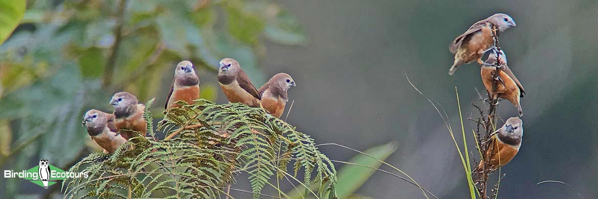Birding Tour West Papua Arfak And Waigeo Birding Ecotours